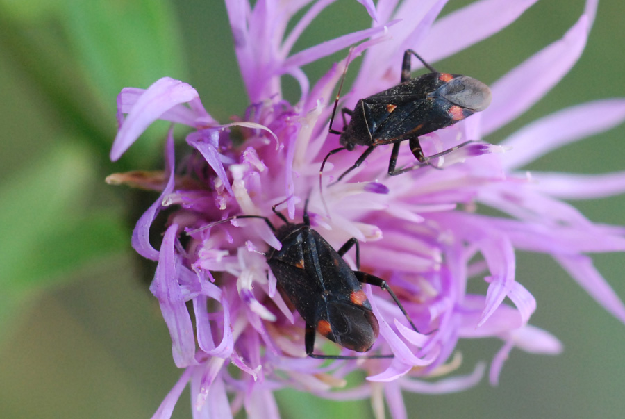 Miridae: Closterotomus cinctipes dell''appennino modenese